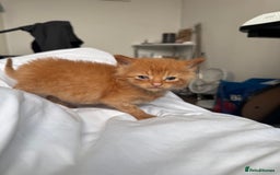 Mixed Breed cats for sale: beautiful male and female kittens 🩵🩷 - Image 1
