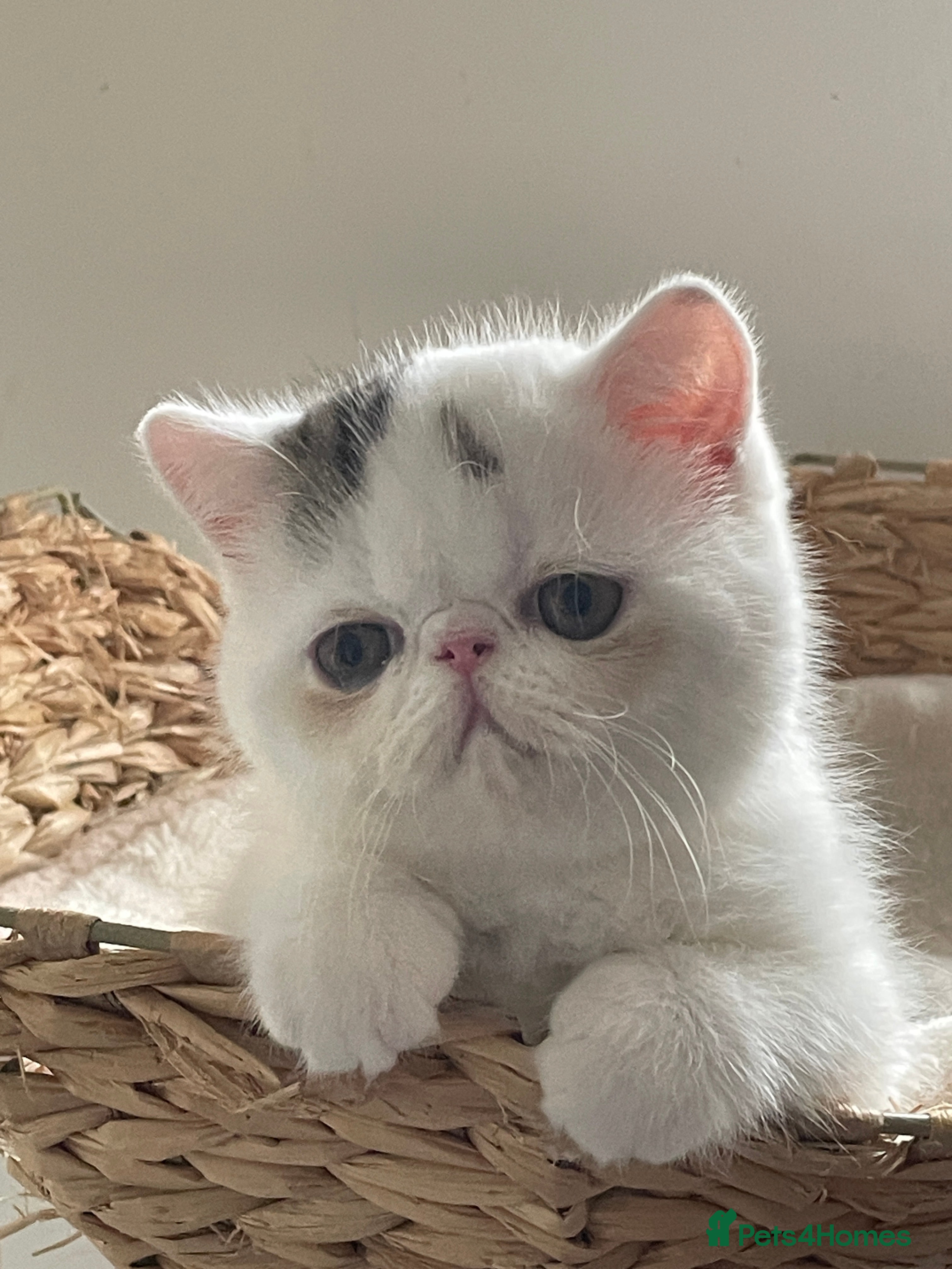 Exotic cats Gorgeous GCCF registered Exotic Shorthair kittens - Advert 4