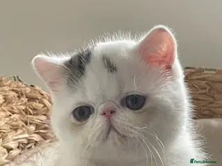 Exotic cats Gorgeous GCCF registered Exotic Shorthair kittens - Advert 4