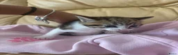 Mixed Breed cats for sale: 1 Grey (Blue) and 2 brown tabby kittens  - Advert 8