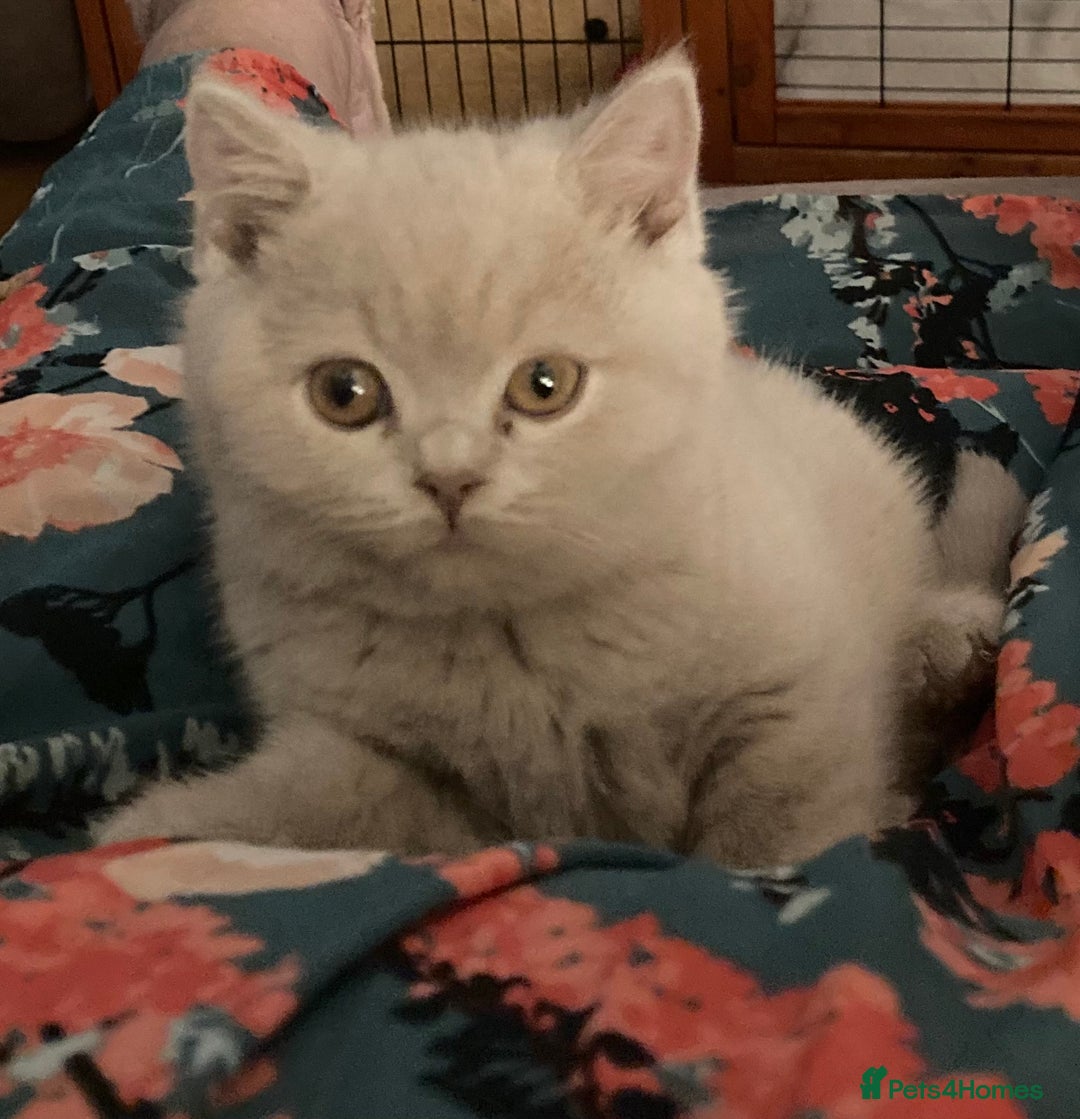 British Shorthair cats for sale: Stunning Lilac Boy available - Advert 4