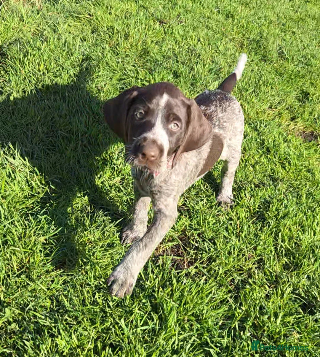 German Wirehaired Pointer dogs 8 wks old Ready to Go!! German Wirehaired GWP Pups - Advert 15