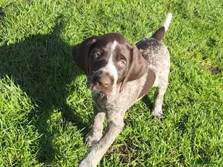 German Wirehaired Pointer dogs 8 wks old Ready to Go!! German Wirehaired GWP Pups - Advert 15