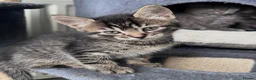 Mixed Breed cats for sale: Ready now Beautiful long haired kittens  - Advert 6