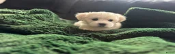 Maltese dogs for sale: >>PUREBRED BEAUTIFULLY MALTESE PUPPIES<< - Advert 26