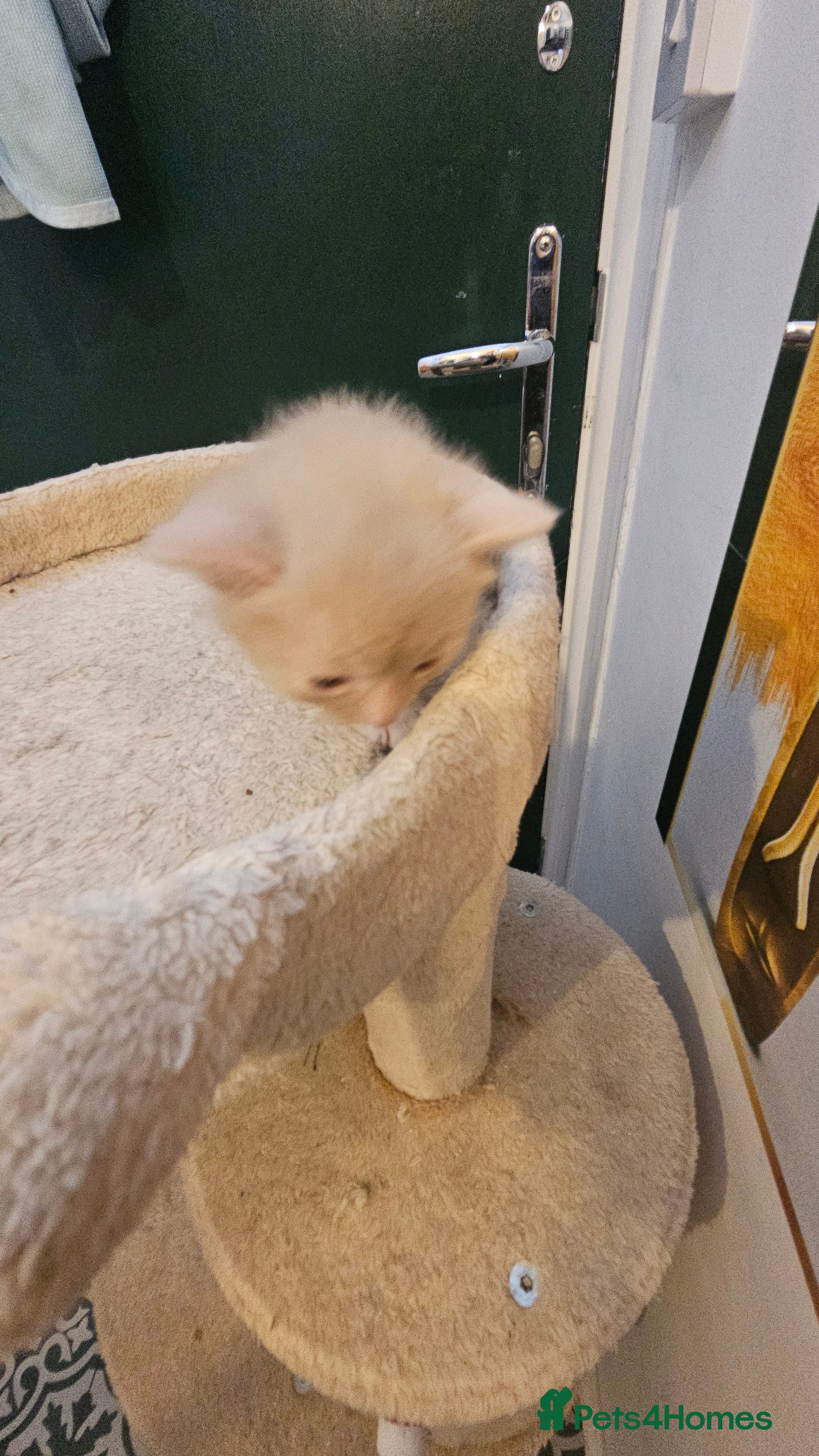 Mixed Breed cats 5 lovely kitten 😸 looking for loving families  - Advert 3