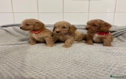 Cockapoo dogs for sale: Beautiful pra clear cockapoo puppy’s  - Image 14