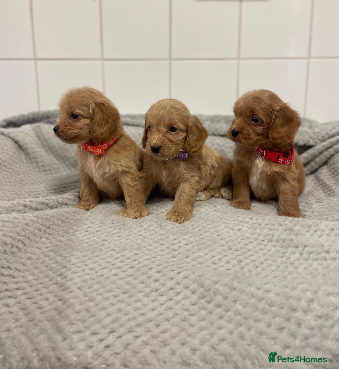 Cockapoo dogs for sale: Beautiful pra clear cockapoo puppy’s  - Image 14
