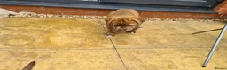 Mixed Breed dogs for sale: Husky x Staffy/Mastiff  - Advert 11