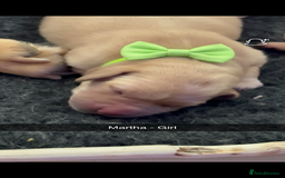 Labrador Retriever dogs for sale: Gorgeous fox red Labrador retriever for sale  - Image 8