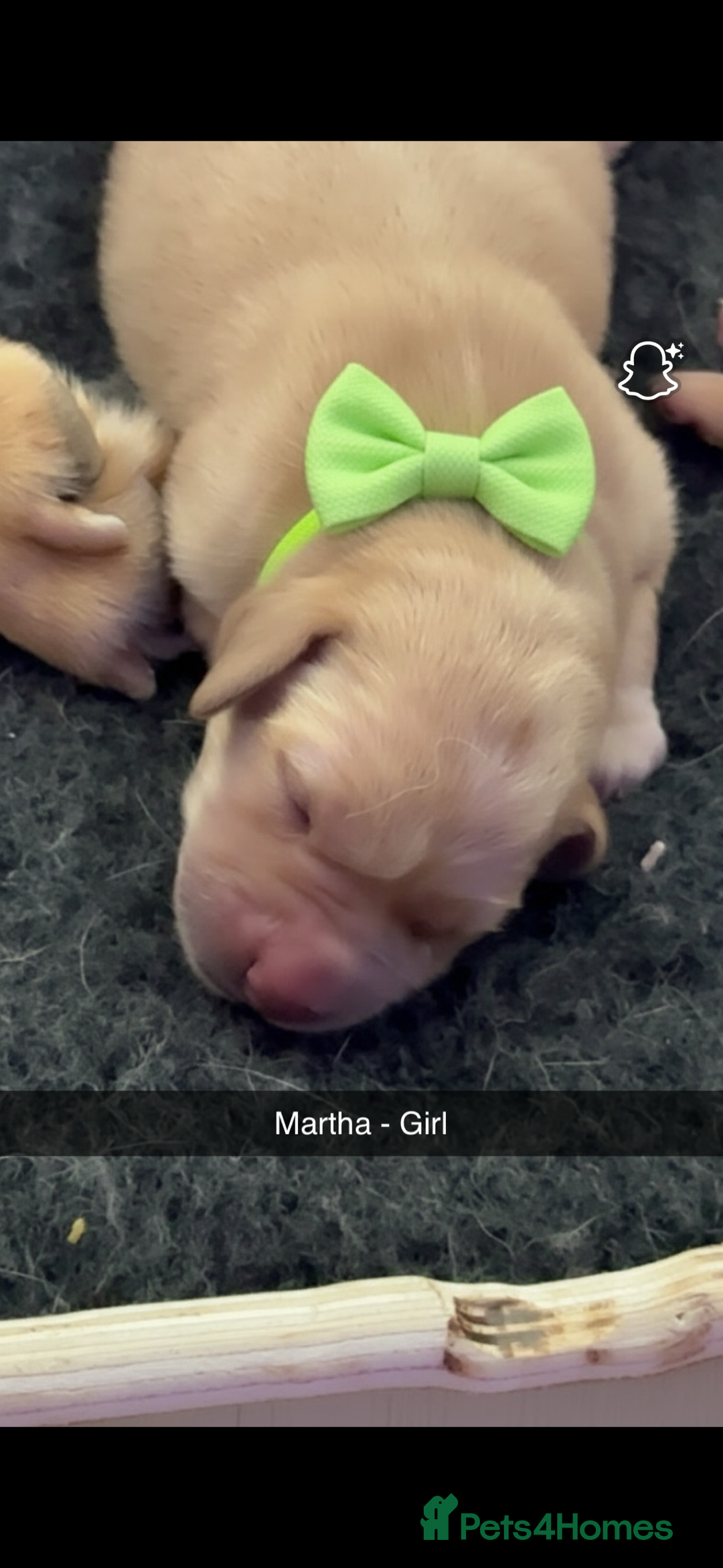 Labrador Retriever dogs for sale: Gorgeous fox red Labrador retriever for sale  - Image 8