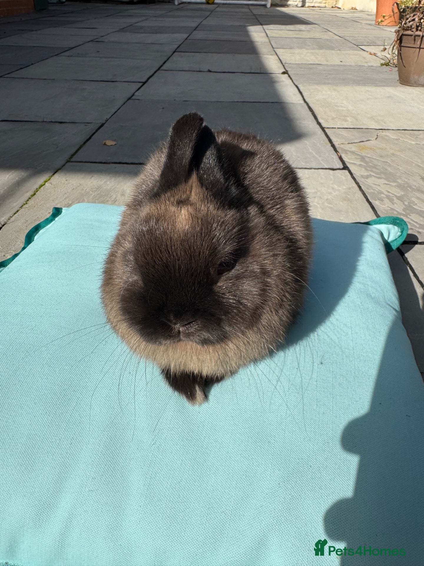 Netherland Dwarf rabbits Netherland dwarf rabbit - Advert 10