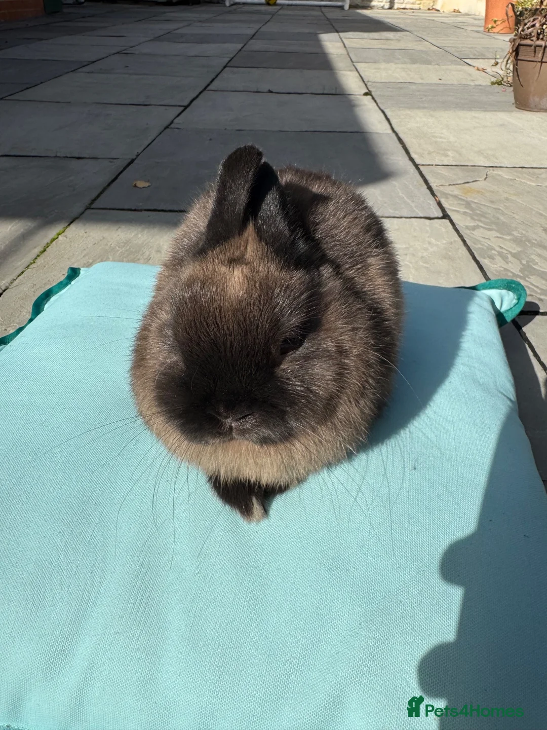 Netherland Dwarf rabbits for sale: Netherland dwarf rabbit - Advert 1