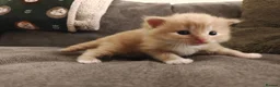 Mixed Breed cats for sale: 1x Longhair Ginger 3x Calico Tricolour Kittens! - Advert 6