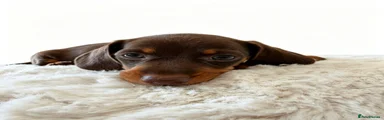 Miniature Dachshund 4