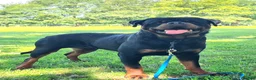 Rottweiler dogs for stud: Available stud limited time only! Serbian import - Advert 2