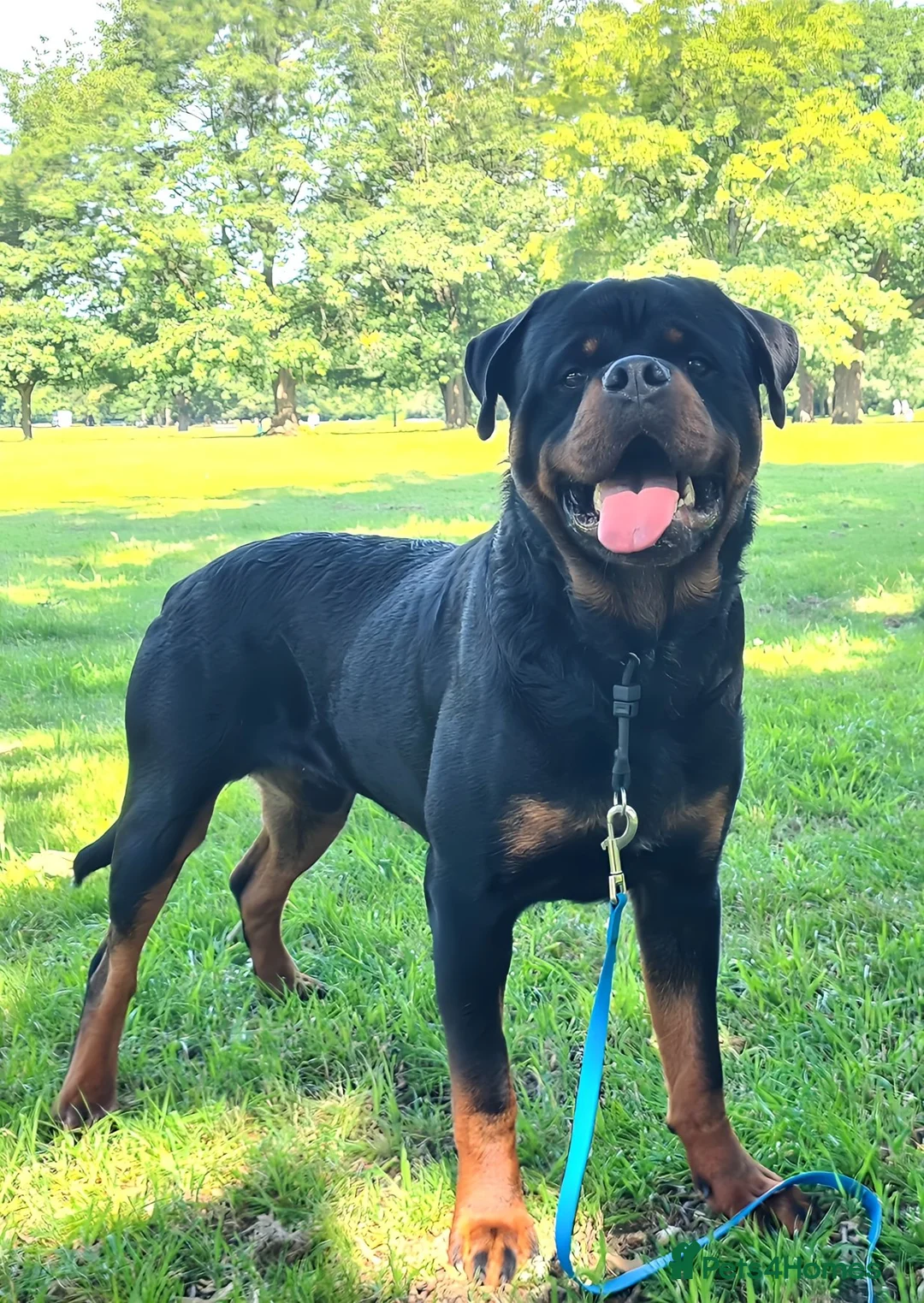Rottweiler dogs for stud: Available stud limited time only! Serbian import - Advert 2