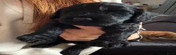Cockapoo dogs for sale: Fb1 cockapoo puppies in Durham - Advert 18