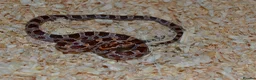 Corn Snake reptiles for sale: Corn Snakes - Advert 4