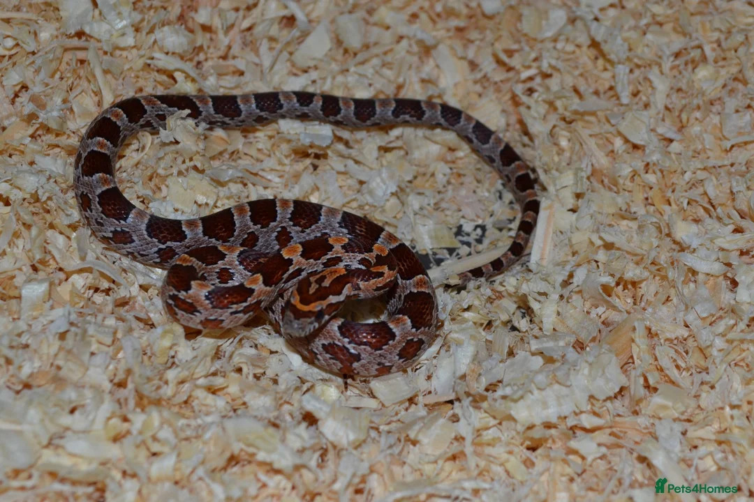 Corn Snake reptiles for sale: Corn Snakes - Advert 4