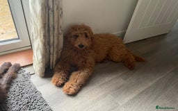 Goldendoodle dogs for sale: Dark red multigenerational standard Goldendoodle - Image 12