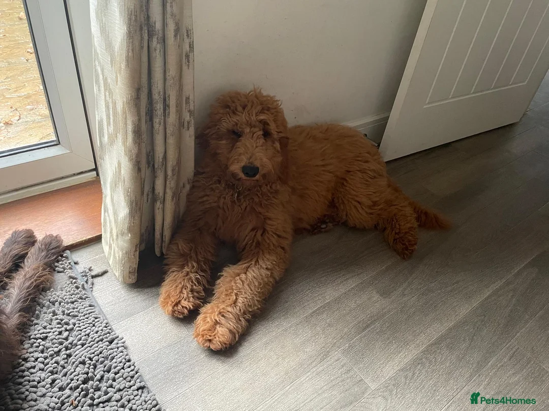Goldendoodle dogs for sale: Dark red multigenerational standard Goldendoodle - Advert 7