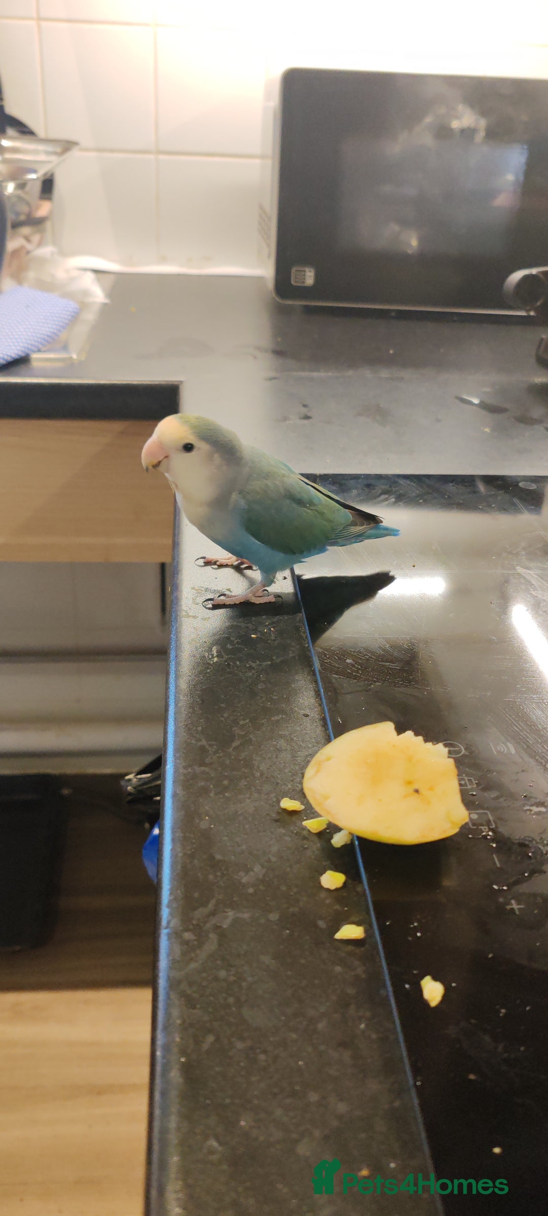 Lovebirds birds for sale: Semi Tamed Love Bird Needs New Home - Image 2
