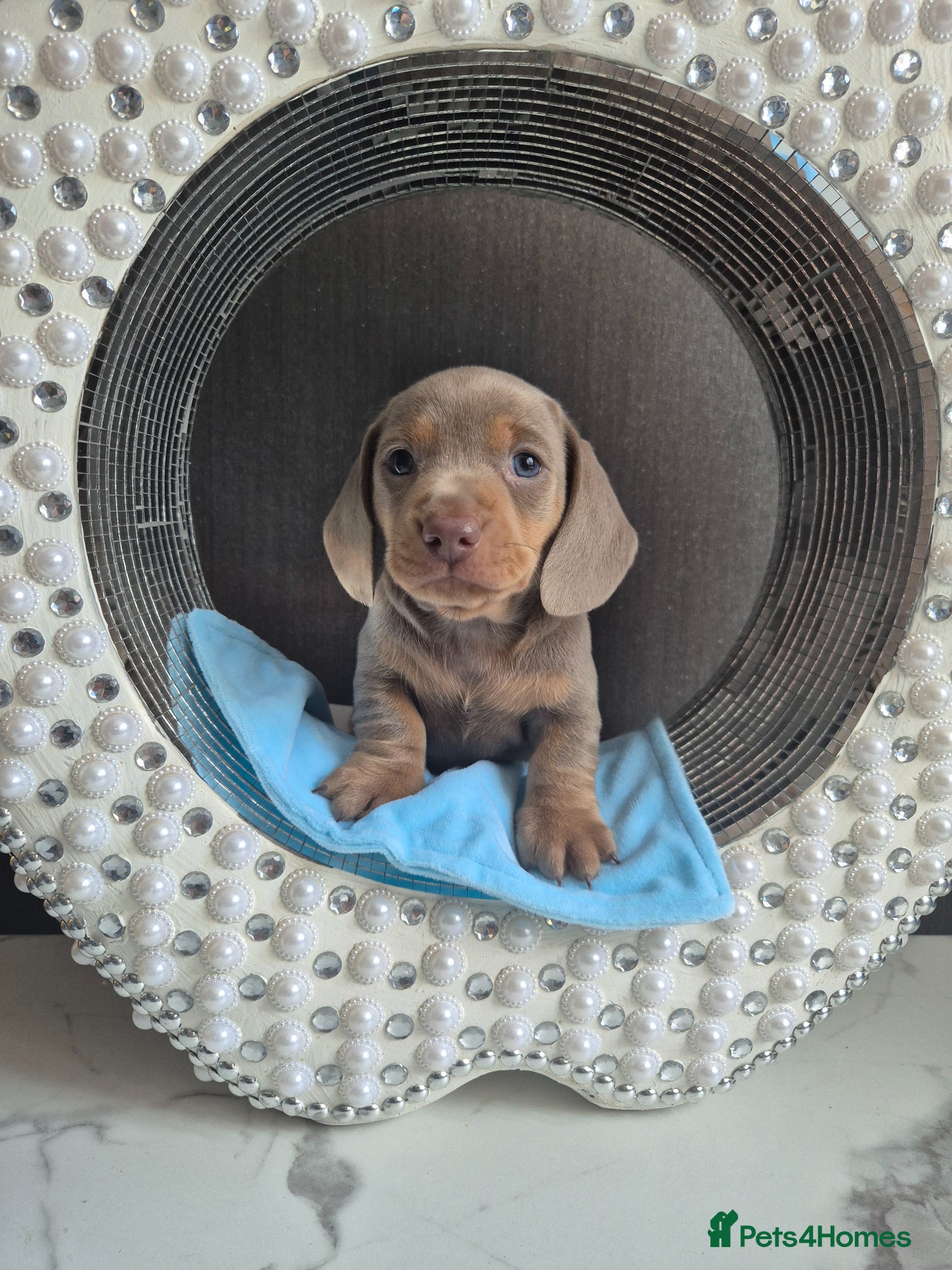 Miniature Dachshund dogs 2 stunning miniature dachshund pups  - Advert 14