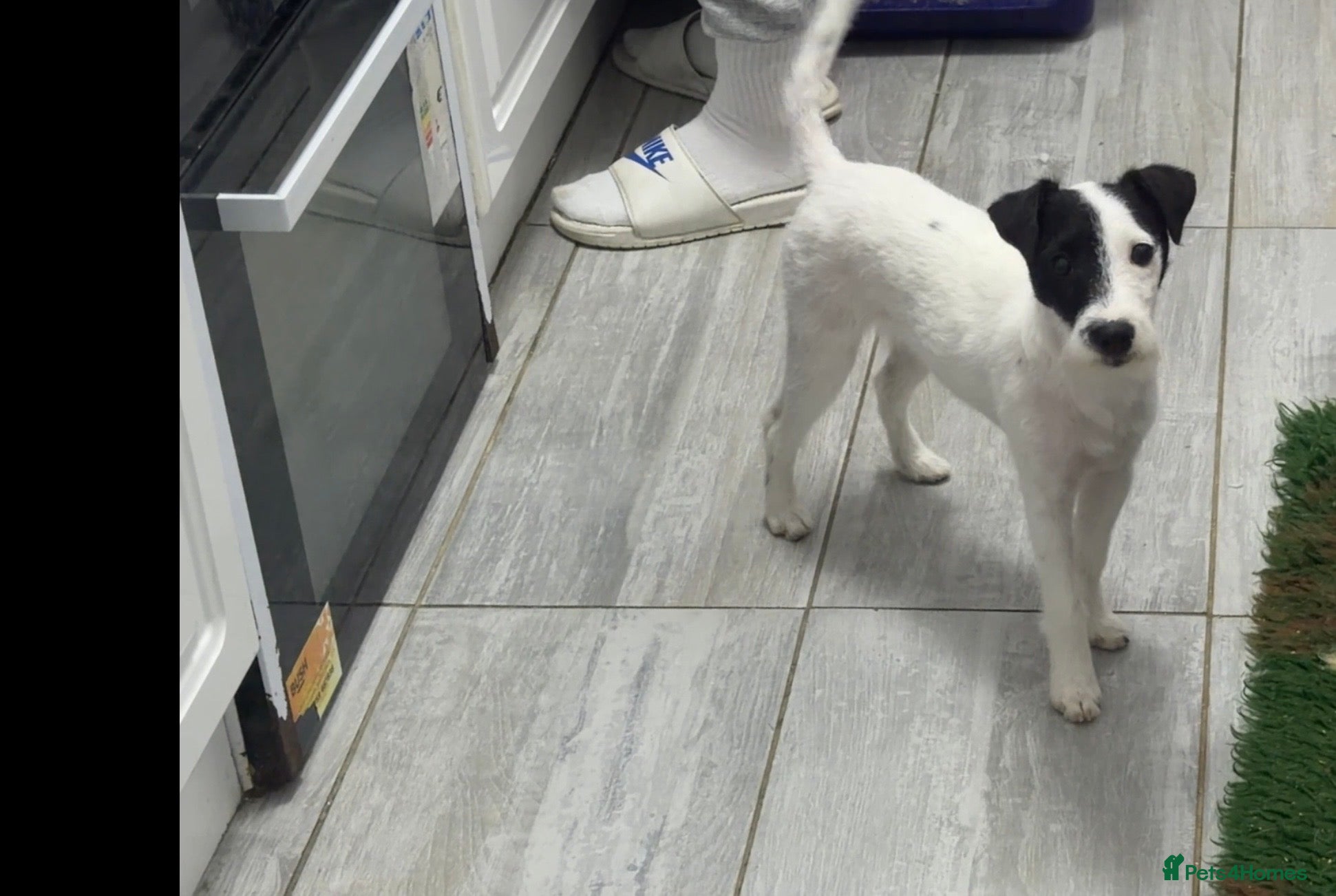 Parson Russell dogs Parson Pup - Advert 8