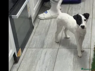 Parson Russell dogs Parson Pup - Advert 8