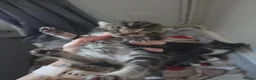 Mixed Breed cats for sale:  3 Beautiful female tabby kittens  - Advert 4