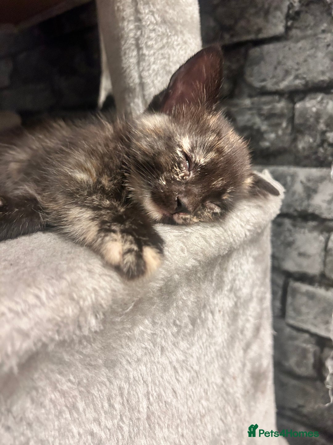 Mixed Breed cats for sale: 5 beautiful kittens ready for a new loving home  - Image 10