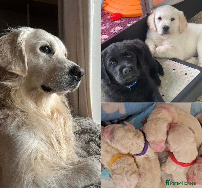 Golden Retriever dogs Proven KC reg cream golden retriever - Advert 17