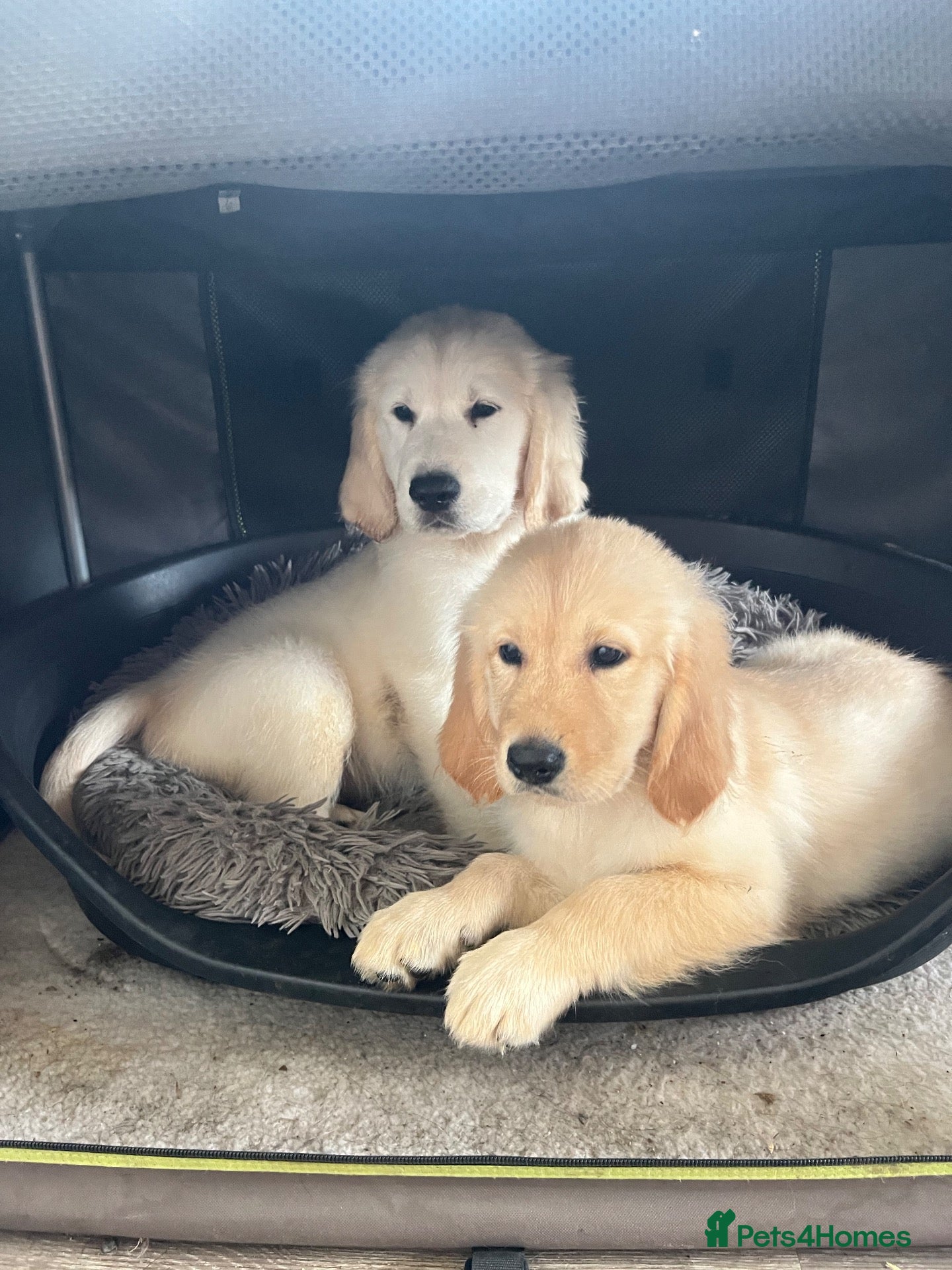 Goldador dogs Golden retriever 3/4 x 1/4 Labrador puppies - Advert 2