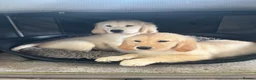 Goldador dogs for sale: Golden retriever 3/4 x 1/4 Labrador puppies in Barnsley - Advert 4