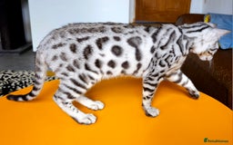 Bengal cats for sale: Exceptional Bengal kittens Available  - Image 5