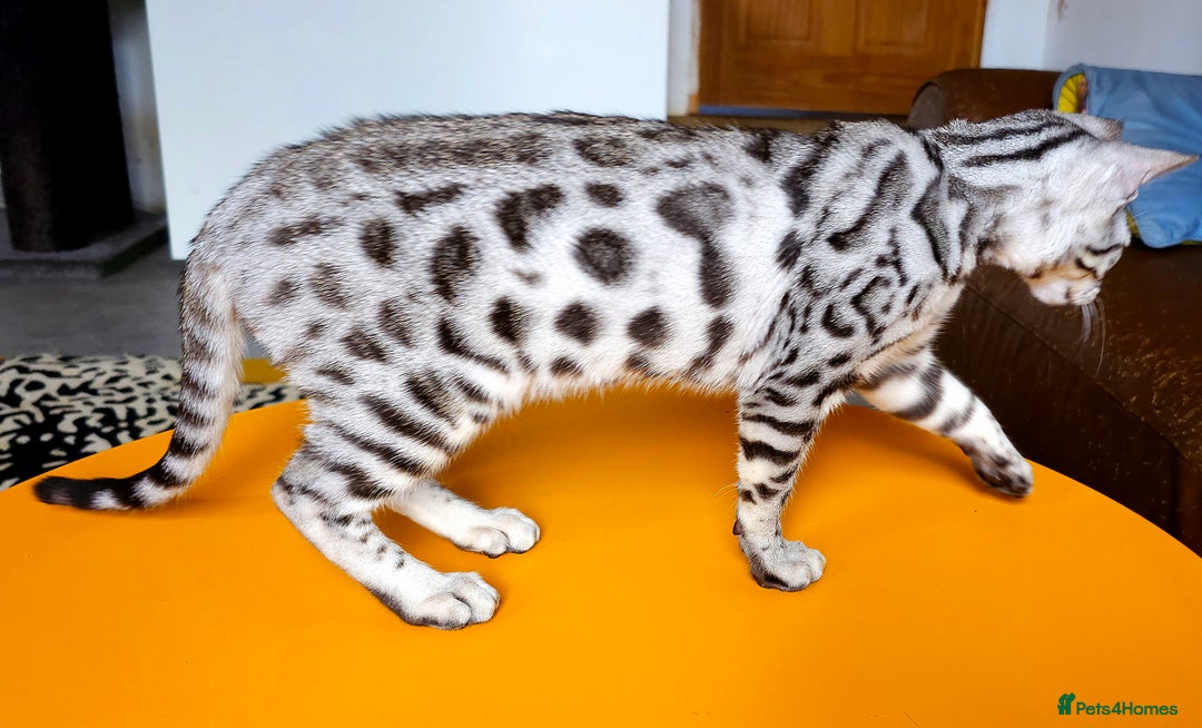 Bengal cats for sale: Exceptional Bengal kittens Available  - Image 5