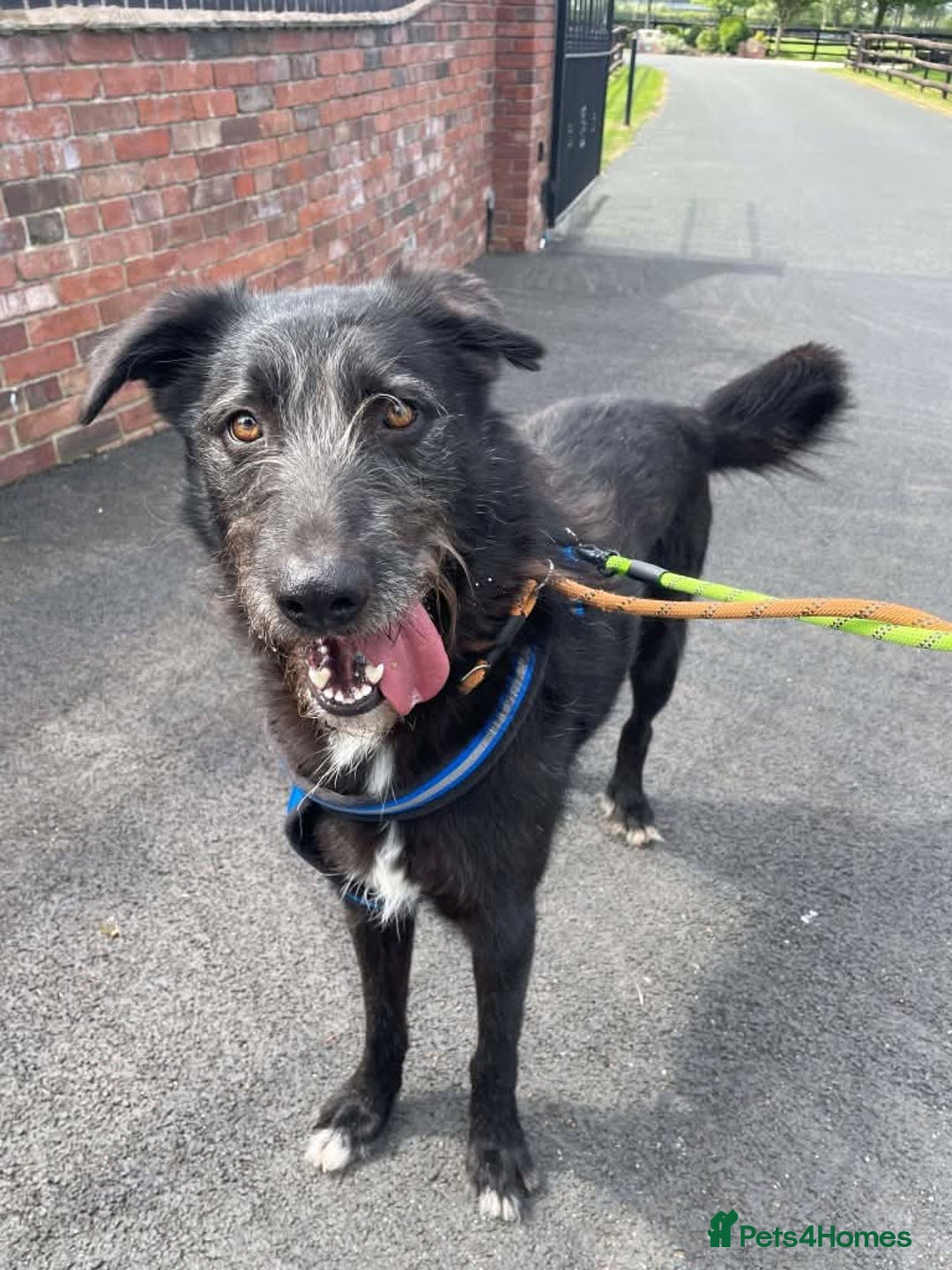 Mixed Breed dogs for adoption: Meet Magnus,currently residing in Cheshire  - Image 3