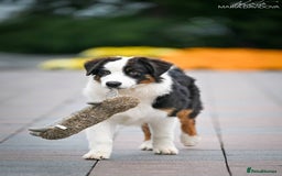 Australian Shepherd dogs for sale: Australian shepherd  - Image 5