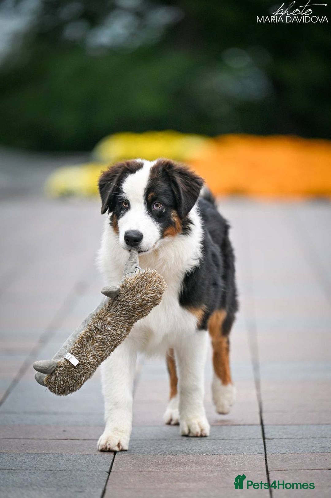 Australian Shepherd dogs for sale: Australian shepherd  - Image 5