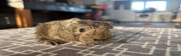 Guinea Pig rodents for sale: Bonded trio of males  in Newent - Advert 3