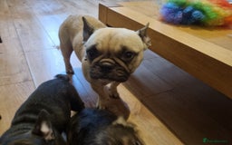 French Bulldog dogs for sale: Fench bulldogs  - Image 13
