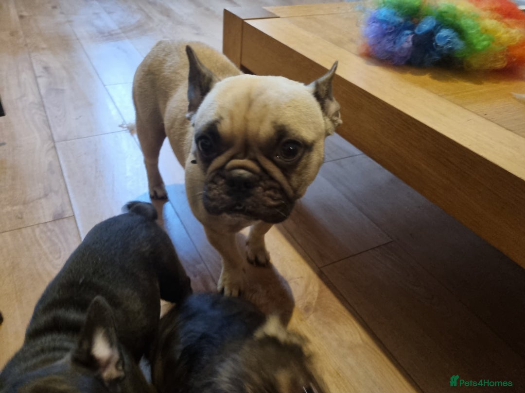 French Bulldog dogs for sale: Fench bulldogs  - Image 13