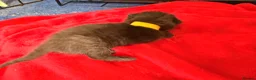 Maine Coon cats for sale: 1/4 Maine coon cross Mixed Breed - Advert 11