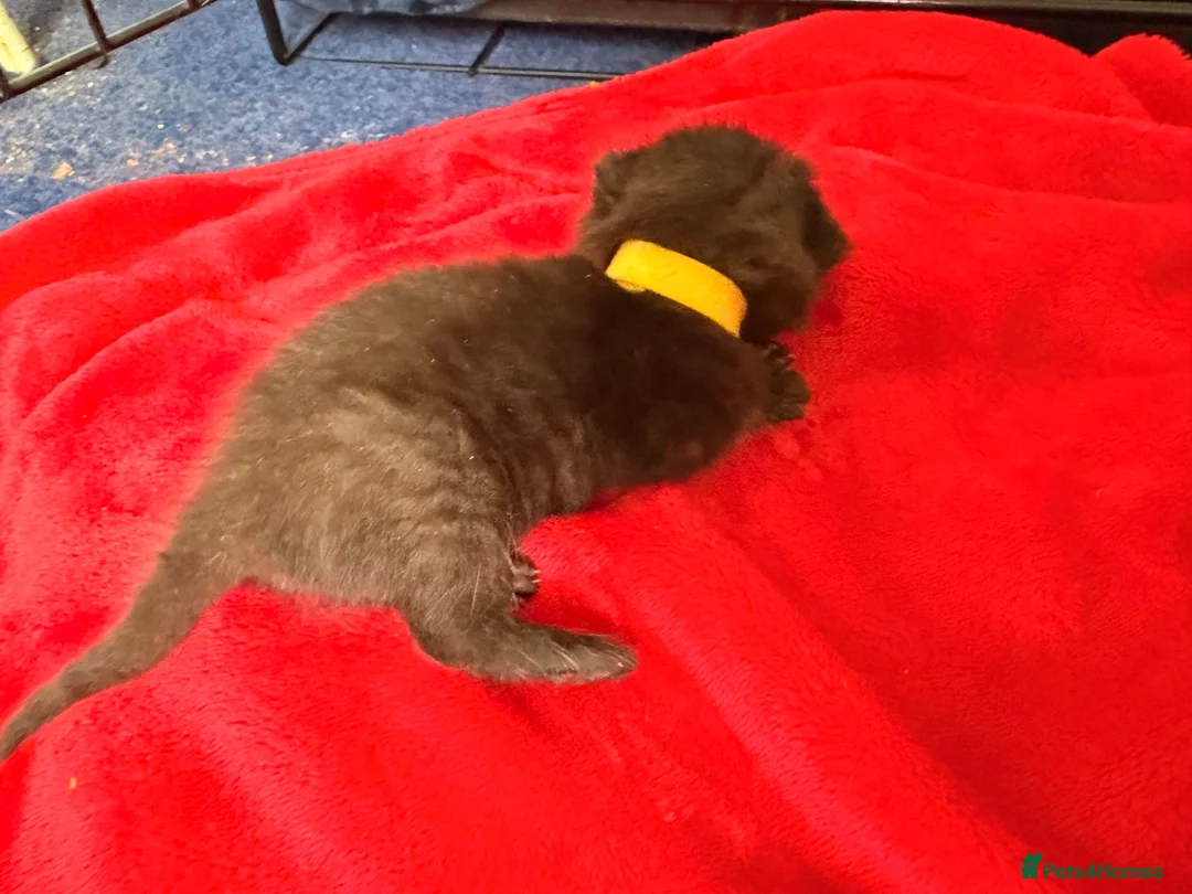 Maine Coon cats for sale: 1/4 Maine coon cross Mixed Breed - Advert 11
