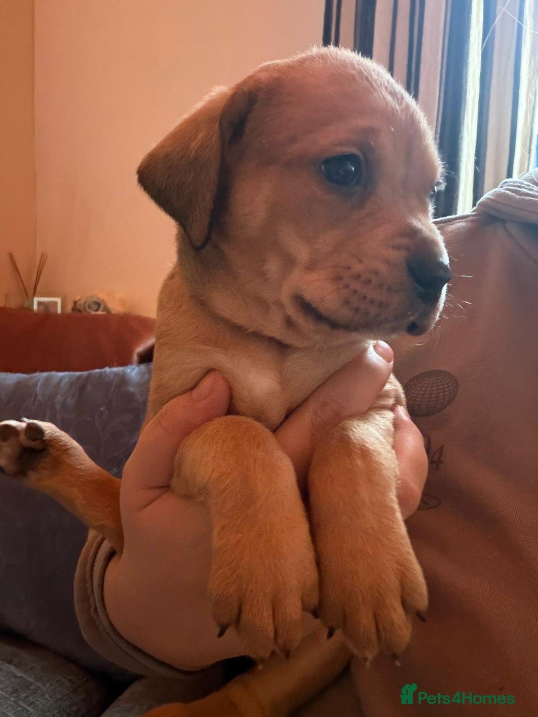 Mixed Breed dogs for sale: Puppies for sale - Advert 19