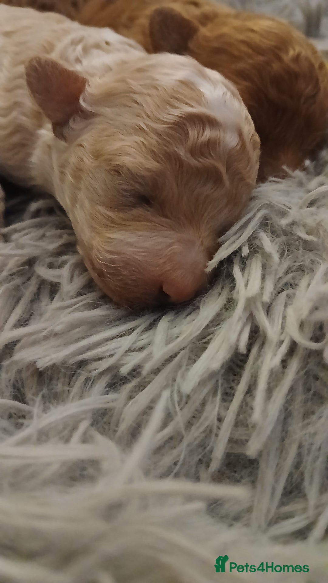Maltipoo dogs for sale: Malitpoo  puppies  for sale in Canterbury - Image 12