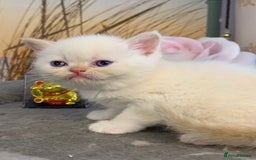 Persian cats for sale: Exotic persians  - Image 11