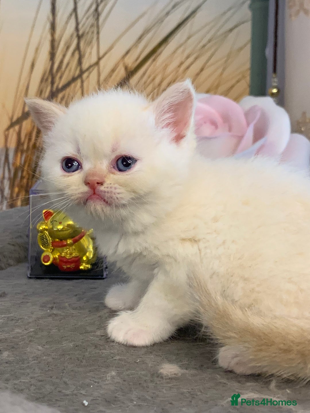 Persian cats for sale: Exotic persians  - Image 11