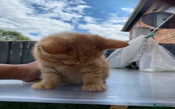 British Shorthair cats for sale: X BSH kittens - Image 28